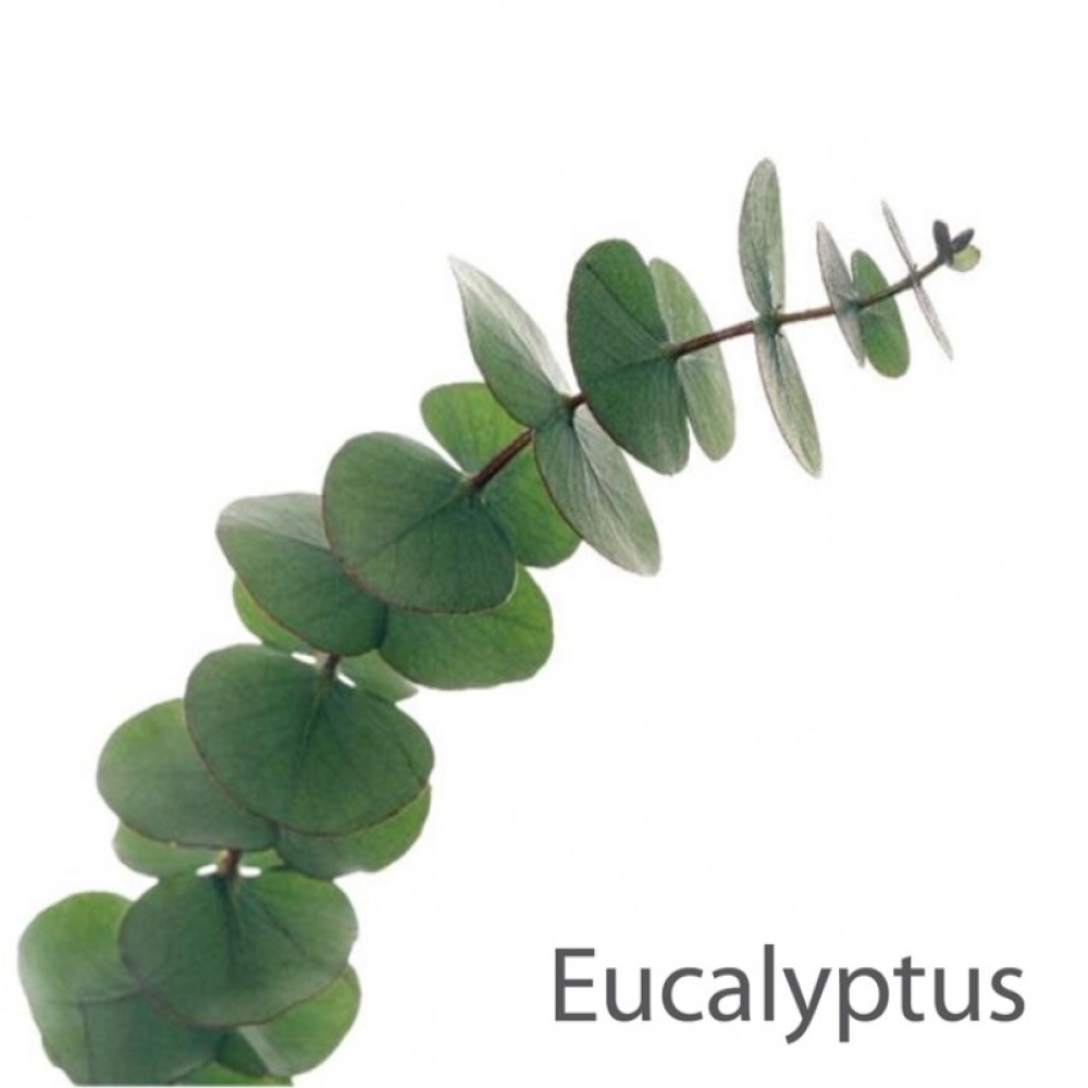Steam Aroma Eucalyptus 4 x 5 Litre
