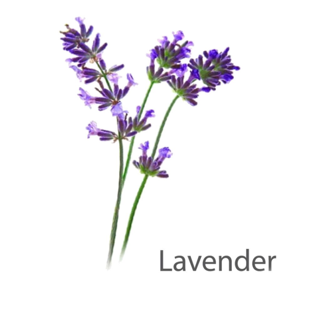 Aroma Lavender